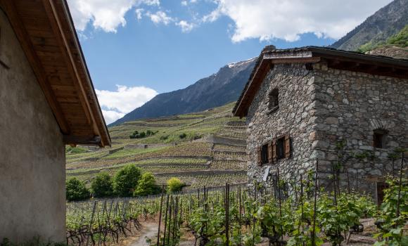 Chemin du vignoble