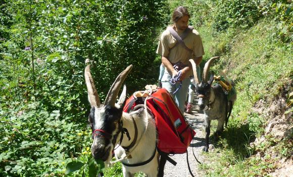 Hügeiss – Trekking mit Ziegen