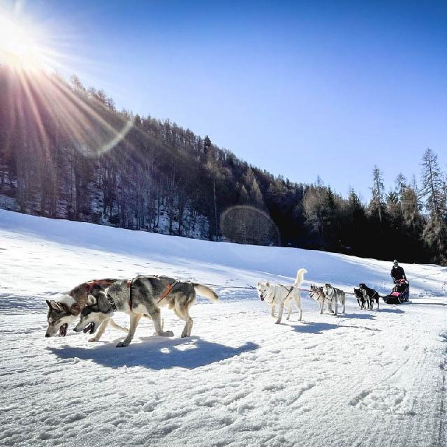 Huskyschlittentour & Tiertrekking