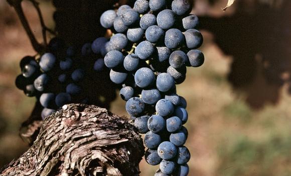 Vineyards and wines of the Mendrisiotto