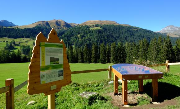 Discover the wonders of GWunderwald