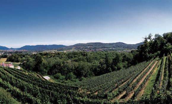 Wine trails