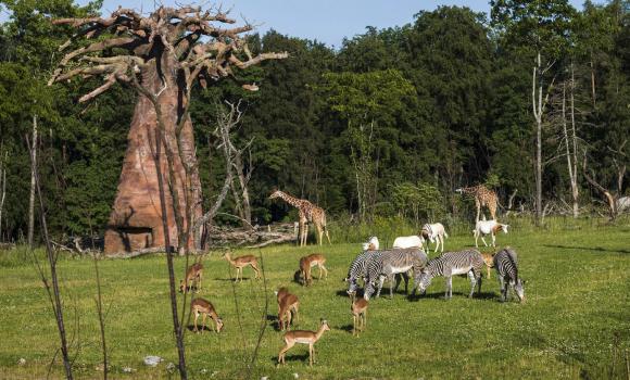 Zoo Zurich