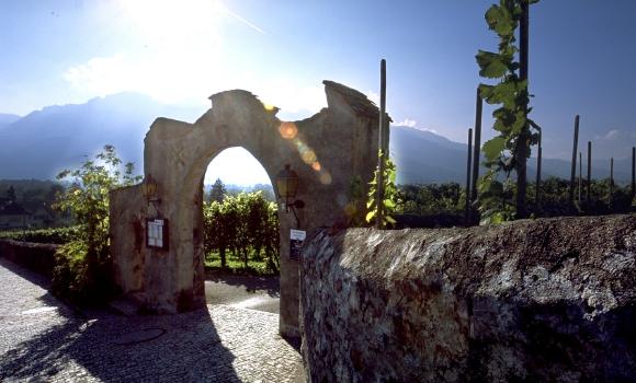 Wine trail in the Princely House-owned Herawingert