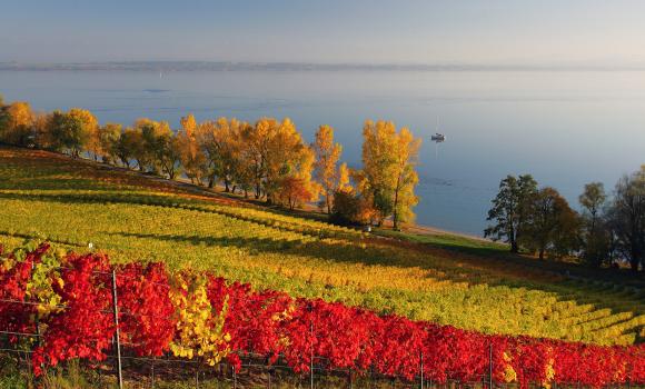 Wine Hiking Tour on Lake Neuenburg