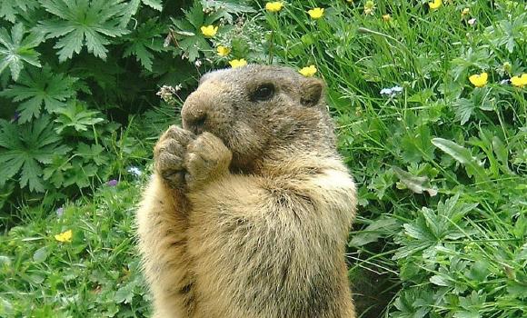 Feeding marmots in Saas-Fee
