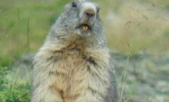 Riederalp marmot weekend