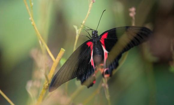 Papiliorama & Nocturama