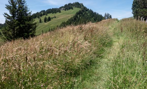 Rigi Scheidegg-Weg