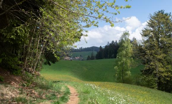 Alpine Panorama Trail