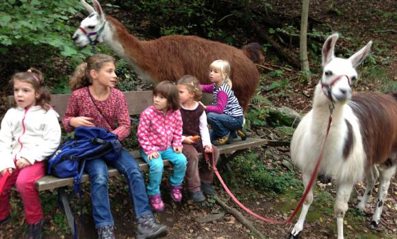 Llama trekking in Ticino