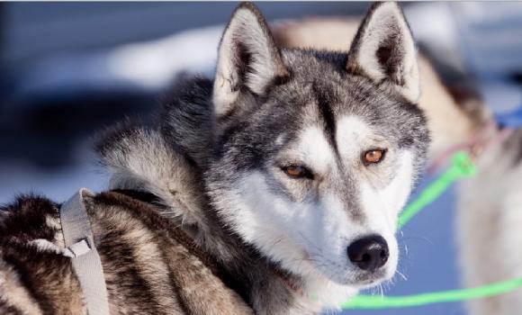 Riding with sled dogs