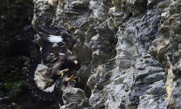 Golden eagles and bearded vultures