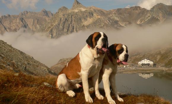 Great St. Bernard Pass and its dogs