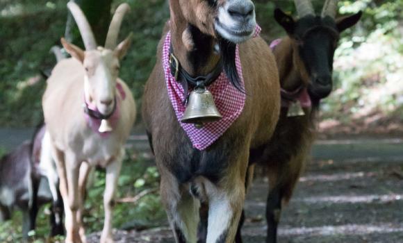 Trekking with donkeys and goats