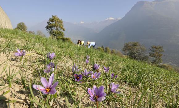 Saffron Nature Trail