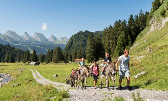 Donkey trekking with a view of the Churfirsten range