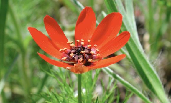 Species Garden and field margin flora