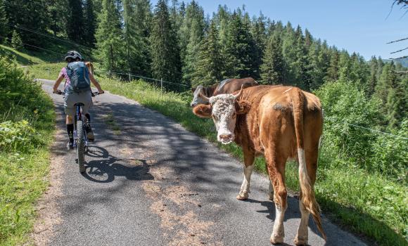 Isenau Bike