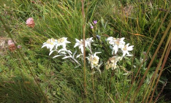 Guided Edelweiss tour