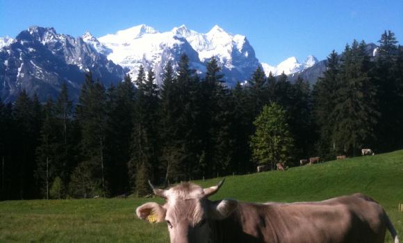 Cheese from Mägisalp