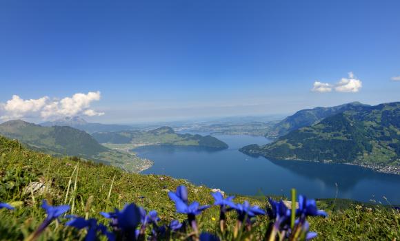 Alpine flower trail around the Klewenstock