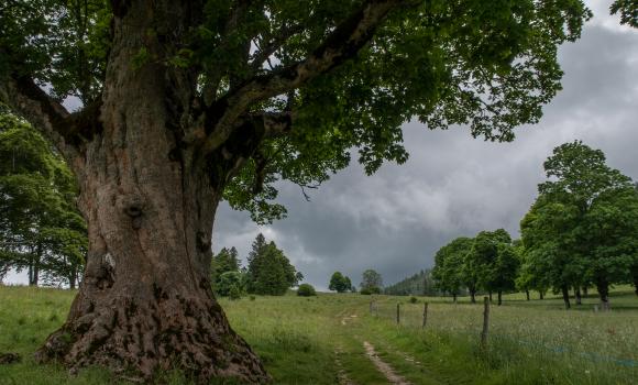 Chemin de la Combe Grède