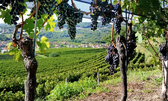 The Mendrisiotto Wine Route