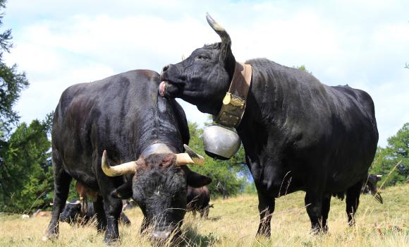 Everyday Alpine life with cheese and Eringen cows