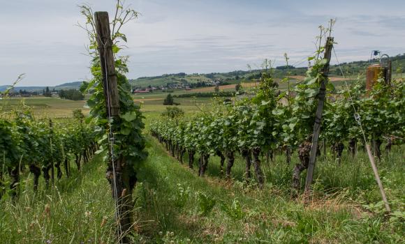 Klettgauer Wein-Route