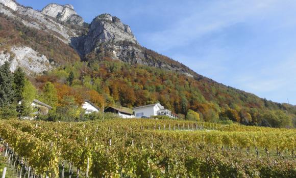 Vineyard trail Sargans-Mels