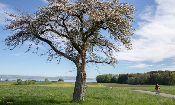 Seerücken-Route