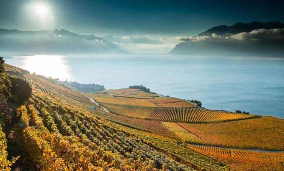 Terrasses de Lavaux