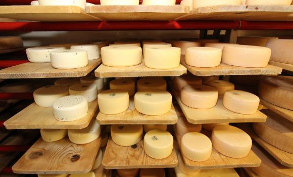 Maran cheese dairy