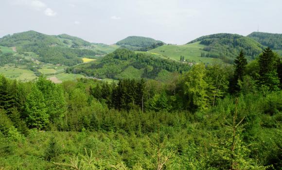 Wölflinswil–Oberhof circular walk