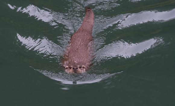 Otter installation