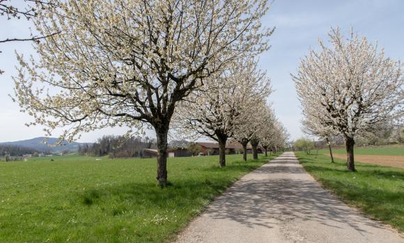 Wildenstein – Rifenstein Weg