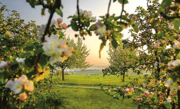 Altnau Apple Trail