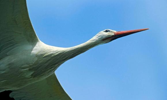 Altreu Stork Colony