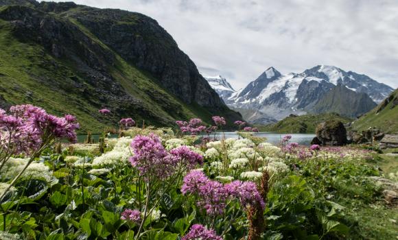 Alpine Passes Trail