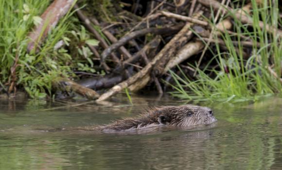 Explore two nature reserves