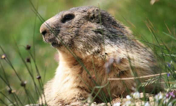 Watch and feed marmots