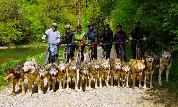 Guiding huskies