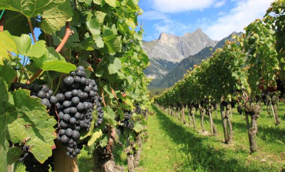 Wine tour in the Bündner Herrschaft and Heidiland