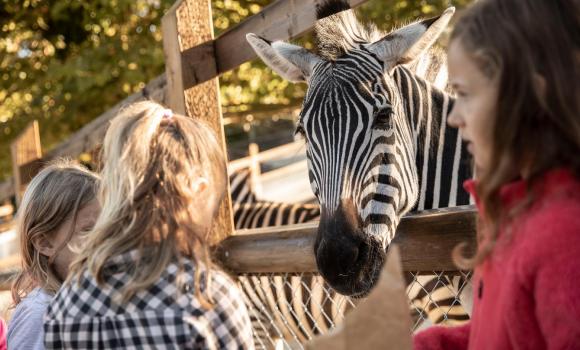Walter Zoo, Gossau
