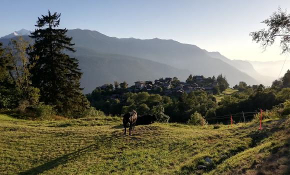 Walliser Steppen- und Föhrenweg