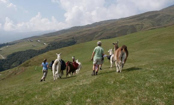 Llama Trekking Safien valley