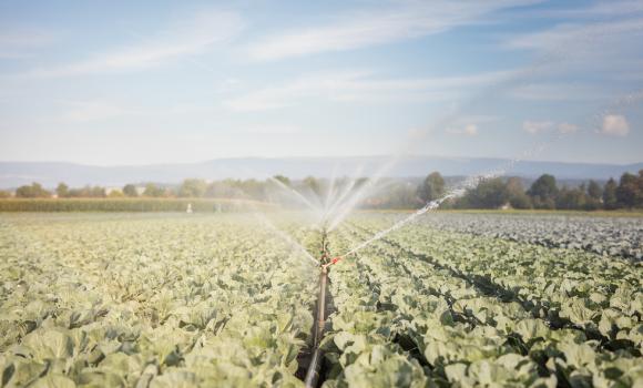 A stroll through the biggest vegetable garden in Switzerland