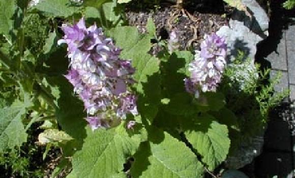 Poisonous, medicinal and green 'dragon tea' herb garden