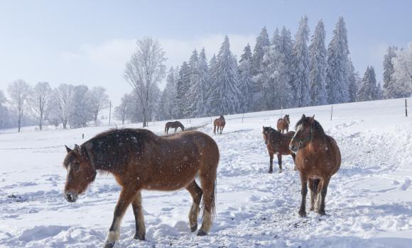 Winter horse riding - a dream-like experience
